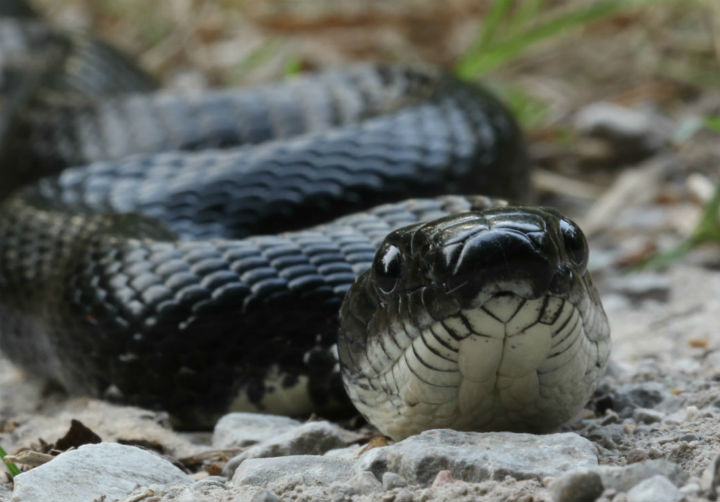 Black Rat Snake